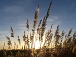FZ024895 Reeds at sunset.jpg